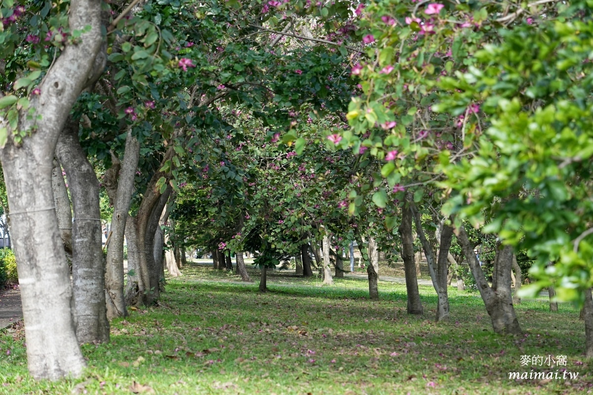 中壢青埔寵物公園、免費湖畔落羽松景點、兒童遊戲公園 - 第3張圖 中壢青埔寵物公園、免費湖畔落羽松景點、兒童遊戲公園