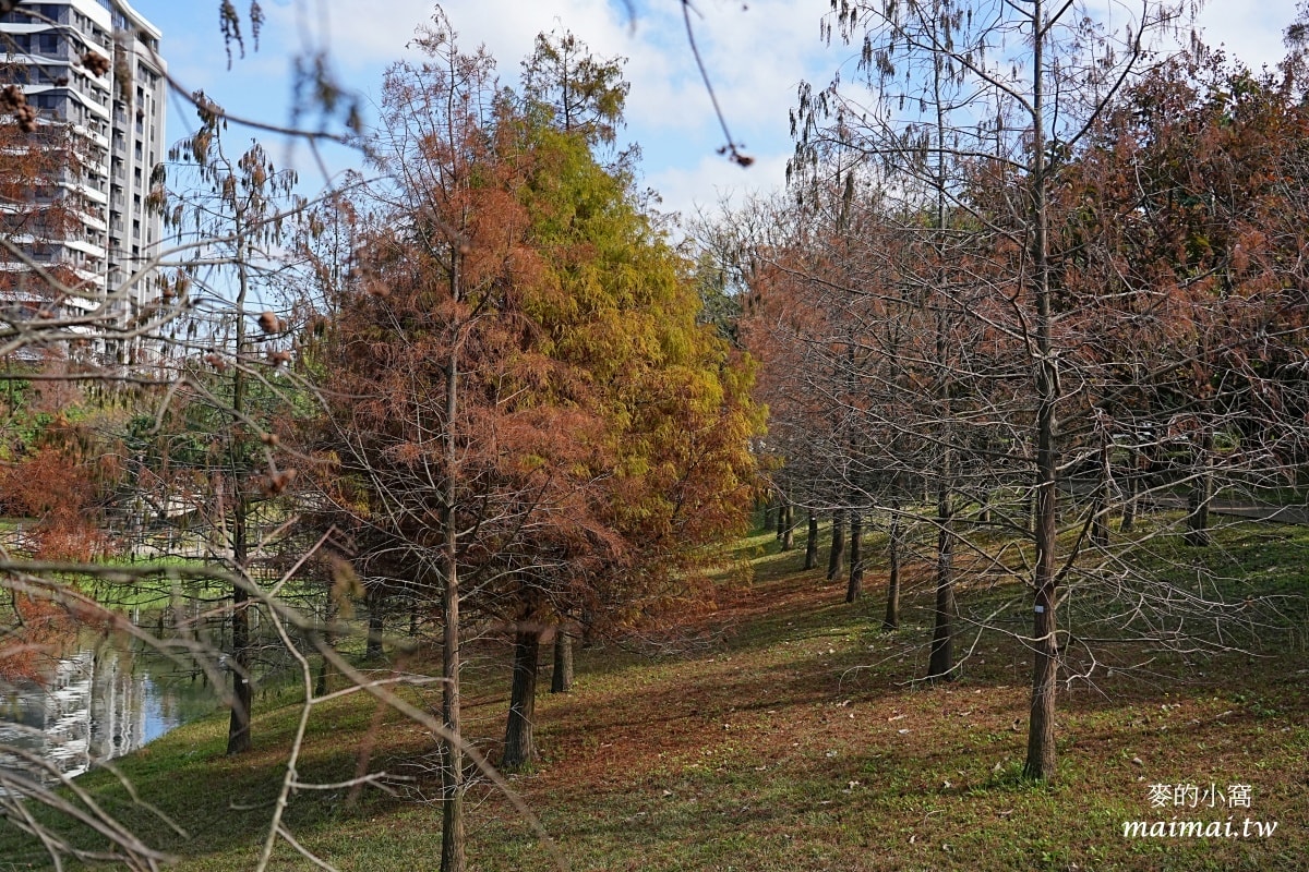 中壢青埔寵物公園、免費湖畔落羽松景點、兒童遊戲公園 - 第6張圖 中壢青埔寵物公園、免費湖畔落羽松景點、兒童遊戲公園