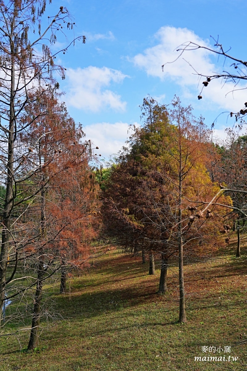 中壢青埔寵物公園、免費湖畔落羽松景點、兒童遊戲公園 - 第8張圖 中壢青埔寵物公園、免費湖畔落羽松景點、兒童遊戲公園