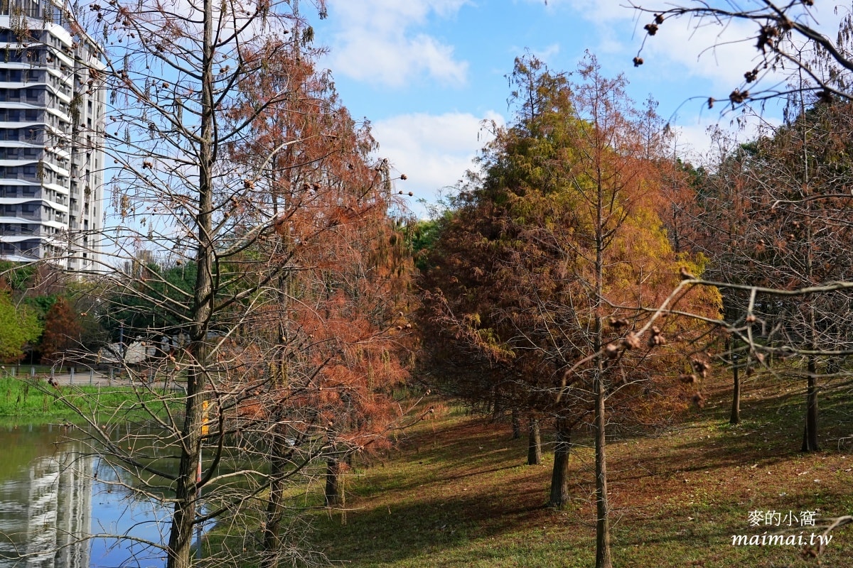 中壢青埔寵物公園、免費湖畔落羽松景點、兒童遊戲公園 - 第9張圖 中壢青埔寵物公園、免費湖畔落羽松景點、兒童遊戲公園