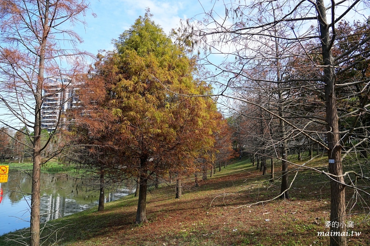 中壢青埔寵物公園、免費湖畔落羽松景點、兒童遊戲公園 - 第12張圖 中壢青埔寵物公園、免費湖畔落羽松景點、兒童遊戲公園