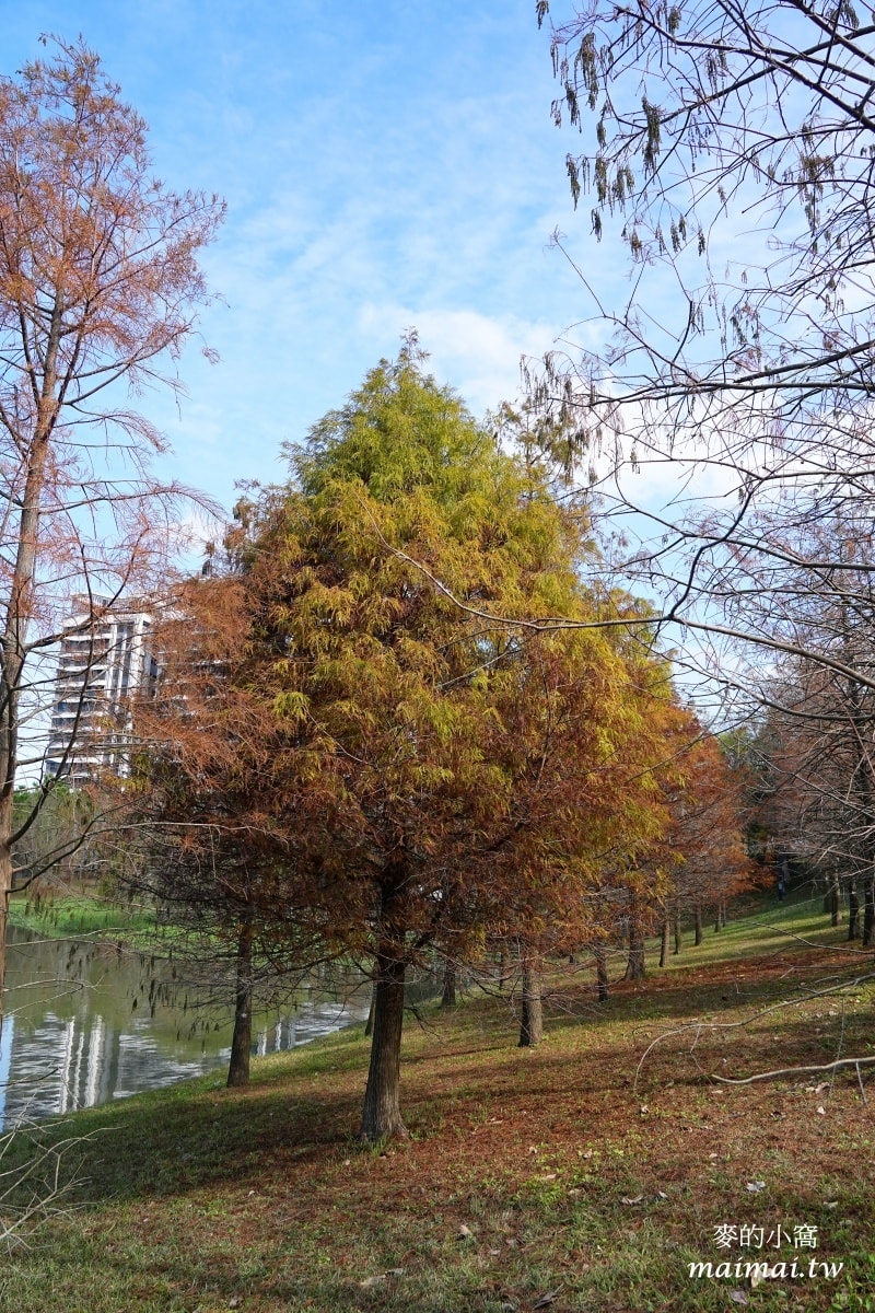 中壢青埔寵物公園、免費湖畔落羽松景點、兒童遊戲公園 - 第13張圖 中壢青埔寵物公園、免費湖畔落羽松景點、兒童遊戲公園