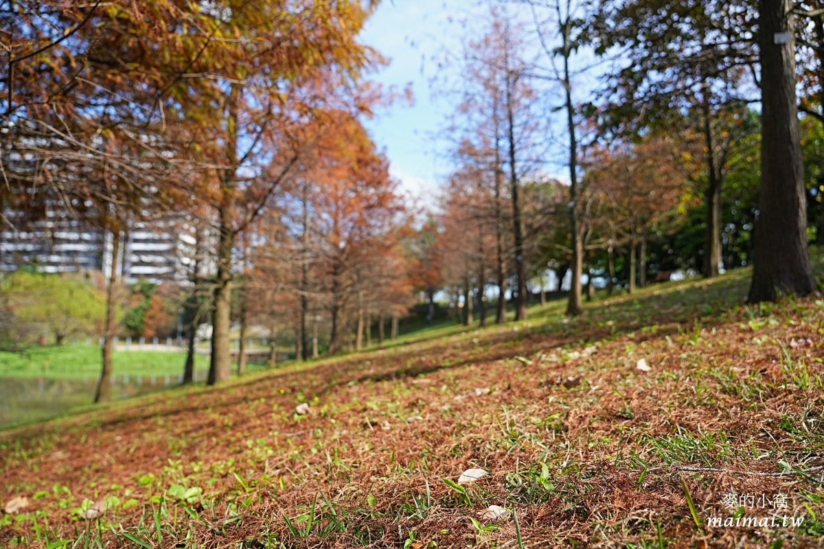 中壢青埔寵物公園、免費湖畔落羽松景點、兒童遊戲公園 - 第14張圖 中壢青埔寵物公園、免費湖畔落羽松景點、兒童遊戲公園