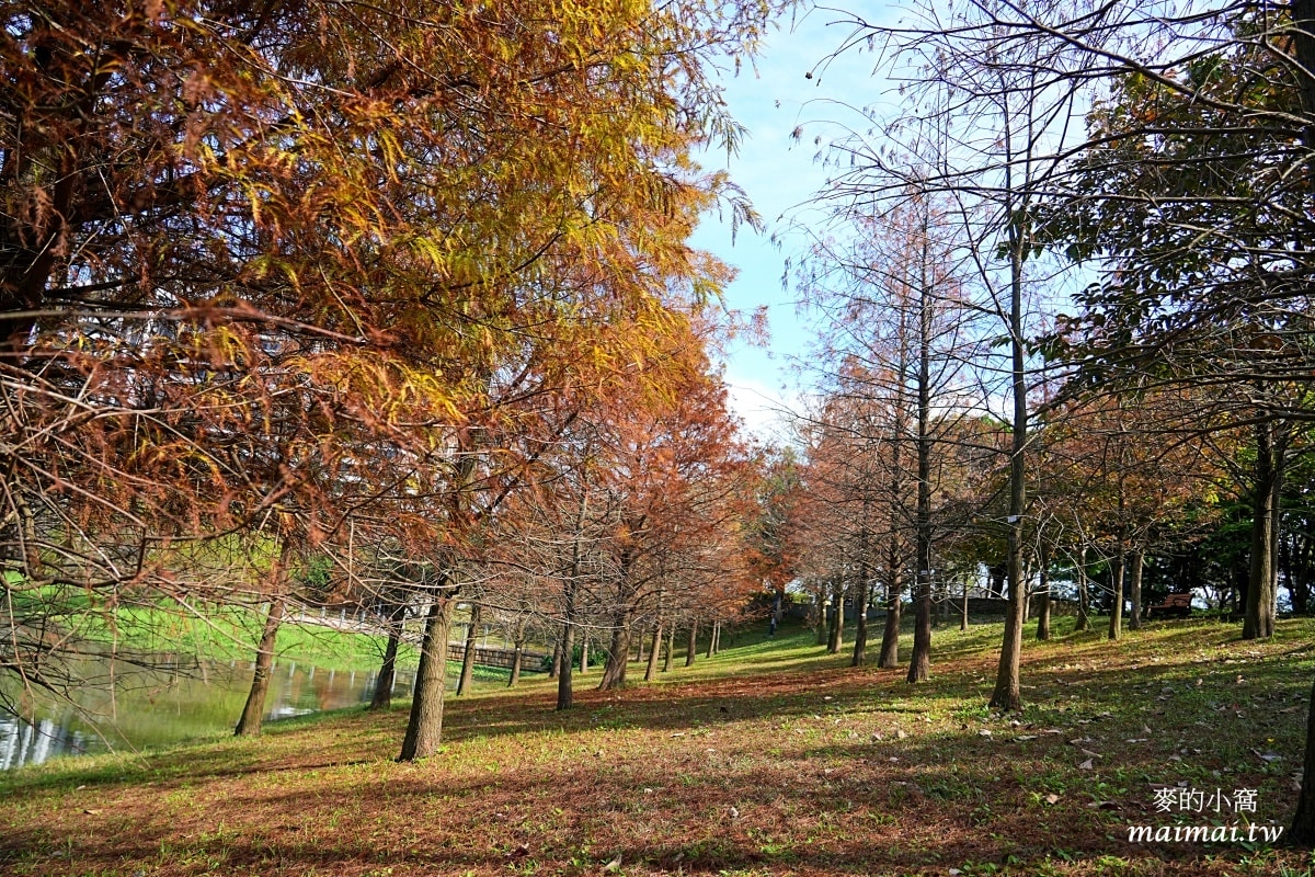 中壢青埔寵物公園、免費湖畔落羽松景點、兒童遊戲公園 - 第17張圖 中壢青埔寵物公園、免費湖畔落羽松景點、兒童遊戲公園