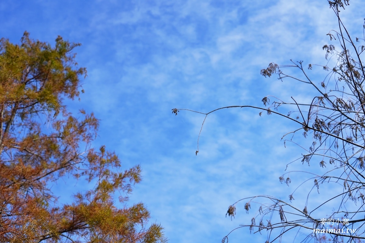 中壢青埔寵物公園、免費湖畔落羽松景點、兒童遊戲公園 - 第18張圖 中壢青埔寵物公園、免費湖畔落羽松景點、兒童遊戲公園