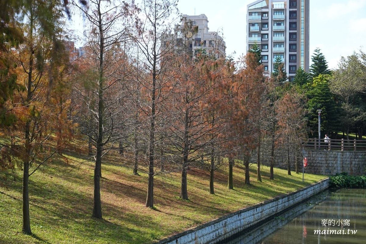 中壢青埔寵物公園、免費湖畔落羽松景點、兒童遊戲公園 - 第21張圖 中壢青埔寵物公園、免費湖畔落羽松景點、兒童遊戲公園