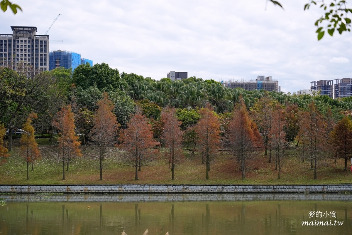 中壢青埔寵物公園、免費湖畔落羽松景點、兒童遊戲公園 - 第28張圖 中壢青埔寵物公園、免費湖畔落羽松景點、兒童遊戲公園