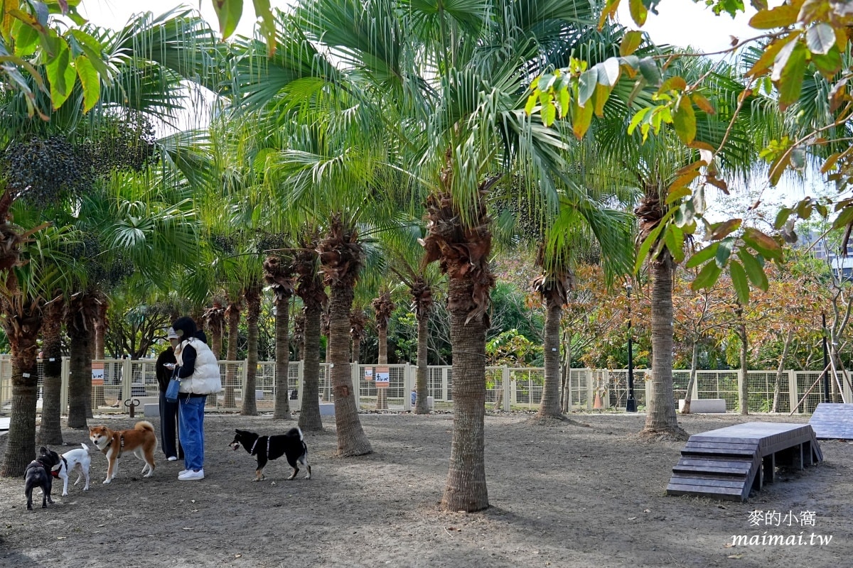 中壢青埔寵物公園、免費湖畔落羽松景點、兒童遊戲公園 - 第41張圖 中壢青埔寵物公園、免費湖畔落羽松景點、兒童遊戲公園