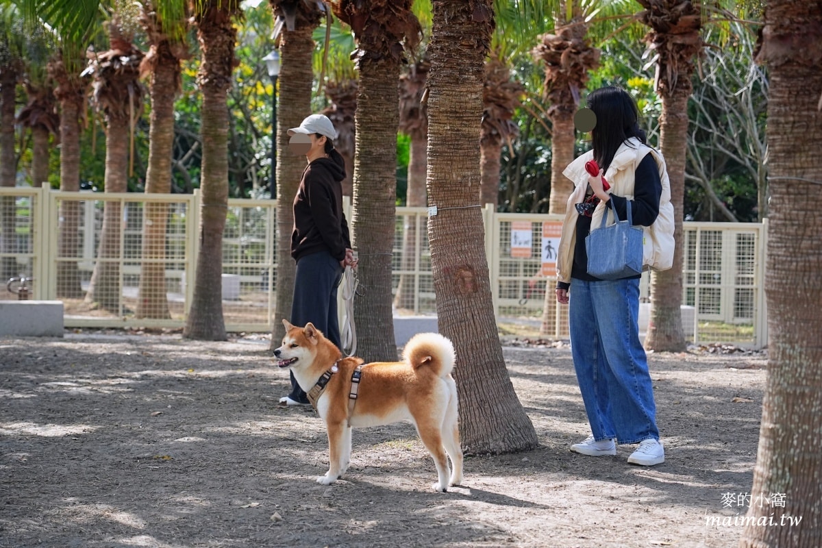 中壢青埔寵物公園、免費湖畔落羽松景點、兒童遊戲公園 - 第42張圖 中壢青埔寵物公園、免費湖畔落羽松景點、兒童遊戲公園