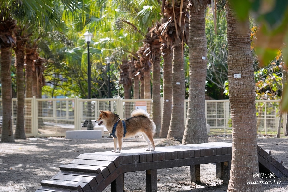 中壢青埔寵物公園、免費湖畔落羽松景點、兒童遊戲公園 - 第43張圖 中壢青埔寵物公園、免費湖畔落羽松景點、兒童遊戲公園
