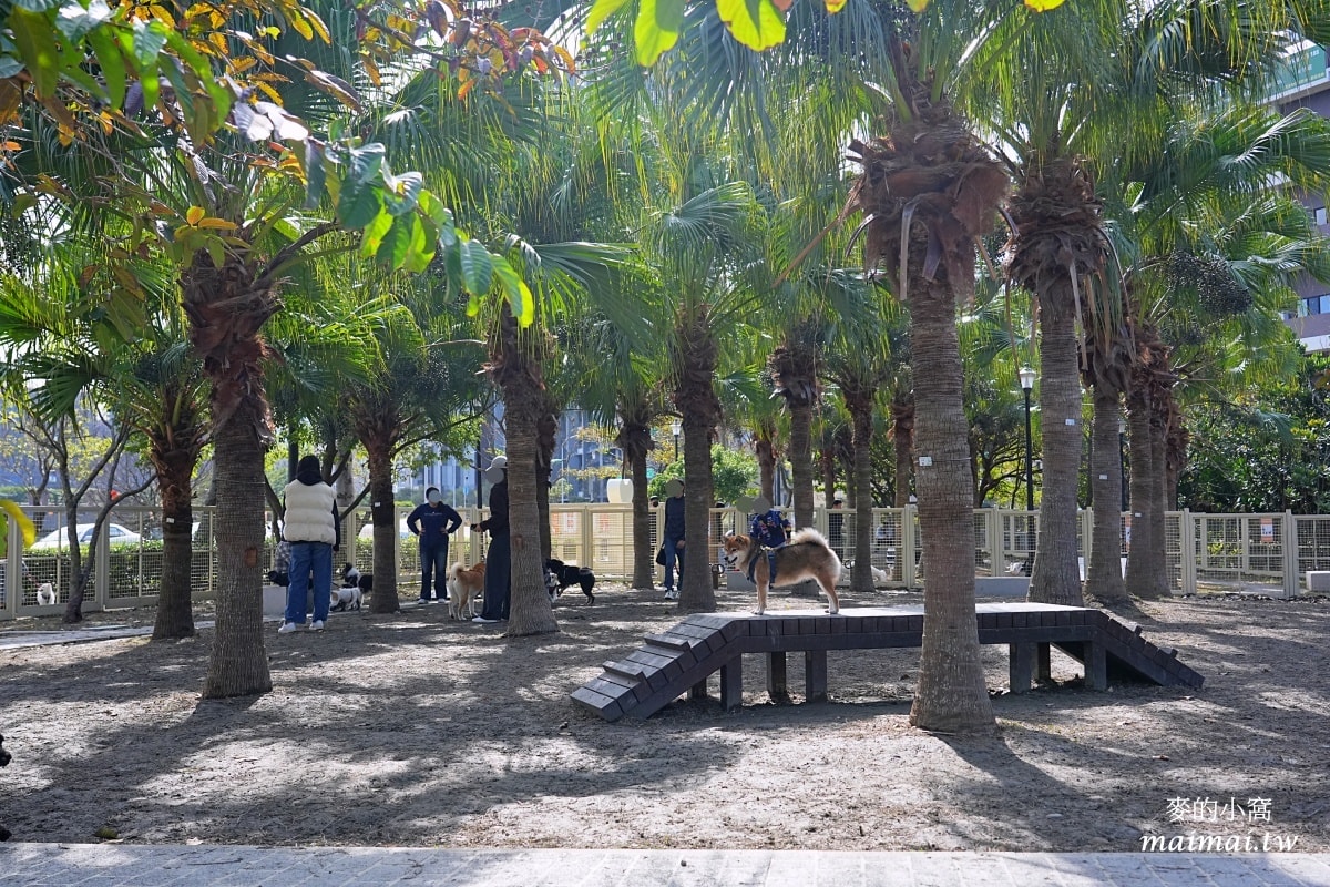 中壢青埔寵物公園、免費湖畔落羽松景點、兒童遊戲公園 - 第44張圖 中壢青埔寵物公園、免費湖畔落羽松景點、兒童遊戲公園