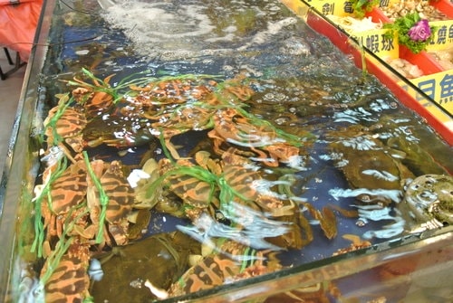 【新屋】永安漁港─北海岸海鮮館