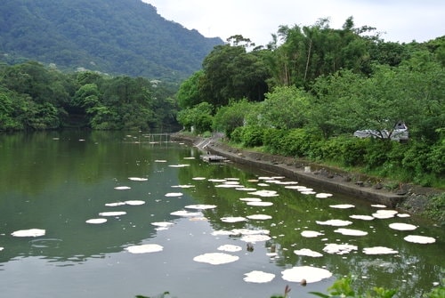 【大溪】大艽芎古道