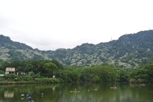 【大溪】大艽芎古道