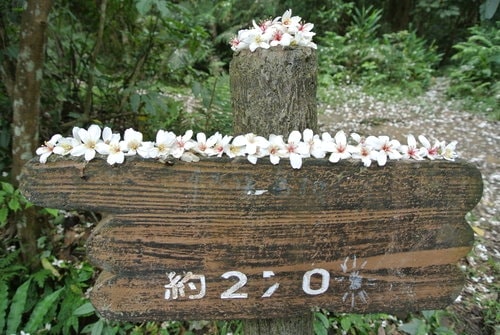 【大溪】大艽芎古道