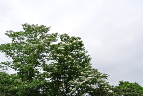 【大溪】大艽芎古道