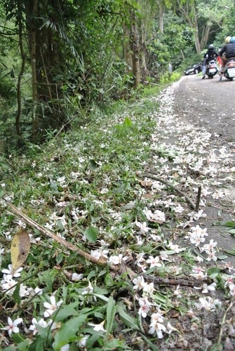 【大溪】大艽芎古道