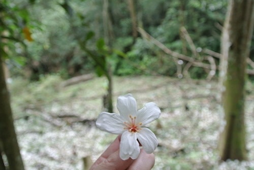 【大溪】大艽芎古道