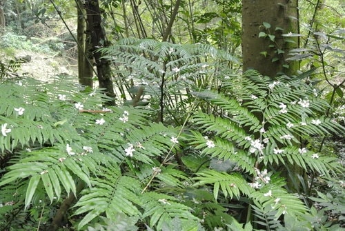 【大溪】大艽芎古道