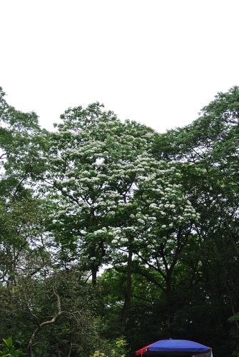 【大溪】大艽芎古道