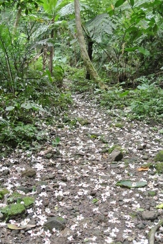 【大溪】大艽芎古道