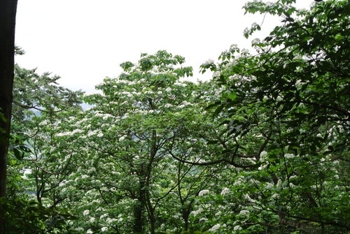 【大溪】大艽芎古道