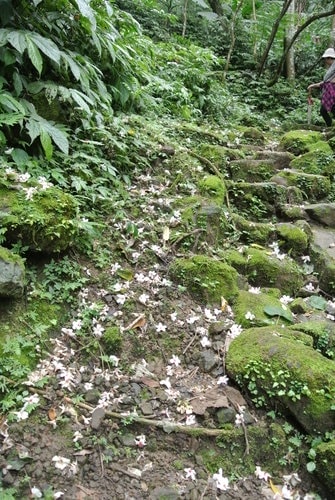 【大溪】大艽芎古道