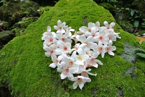【大溪】大艽芎古道