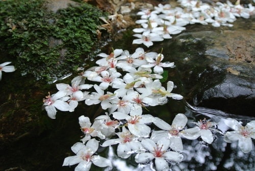 【大溪】大艽芎古道