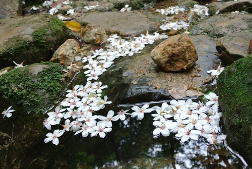 【大溪】大艽芎古道