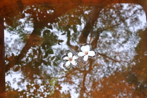 【大溪】大艽芎古道