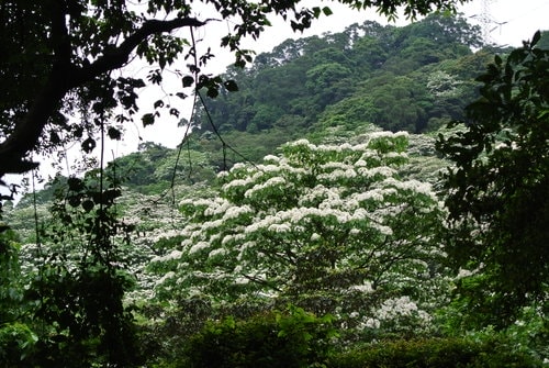 【大溪】大艽芎古道