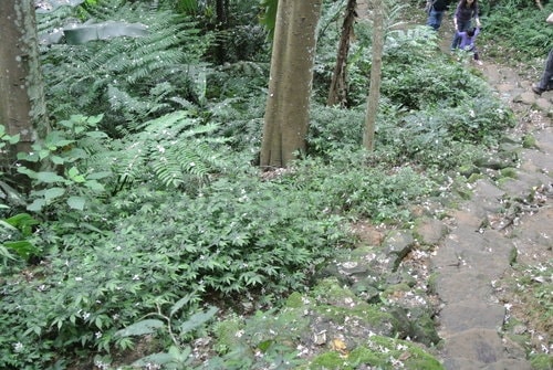 【大溪】大艽芎古道