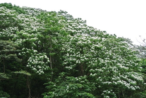 【大溪】大艽芎古道