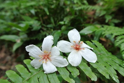 【大溪】大艽芎古道