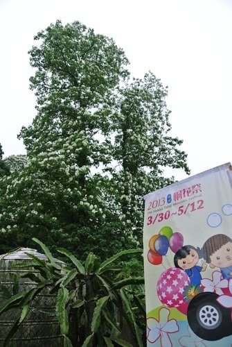 【大溪】十一指古道賞油桐花
