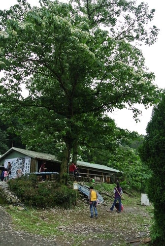 【大溪】十一指古道賞油桐花