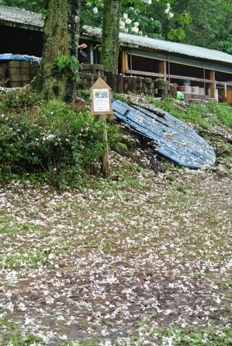 【大溪】十一指古道賞油桐花