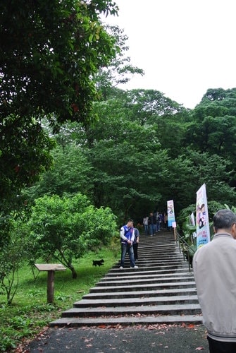 【大溪】十一指古道賞油桐花
