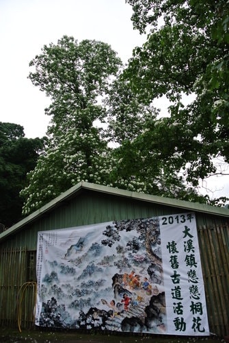 【大溪】十一指古道賞油桐花