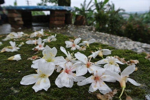 【大溪】十一指古道賞油桐花