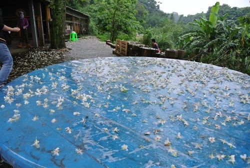 【大溪】十一指古道賞油桐花