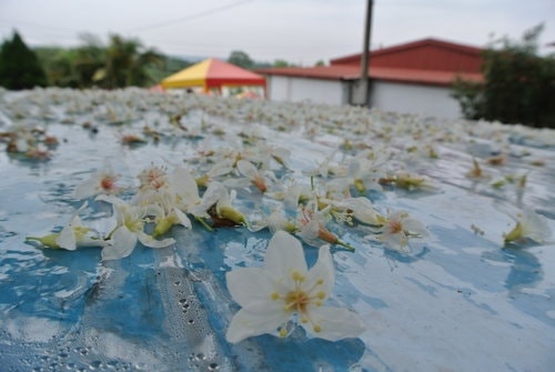 【大溪】十一指古道賞油桐花