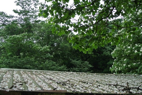 【大溪】十一指古道賞油桐花