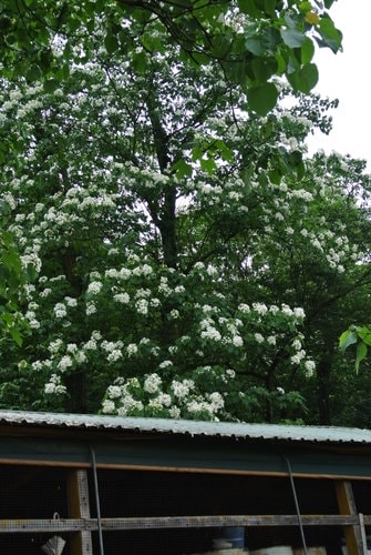 【大溪】十一指古道賞油桐花