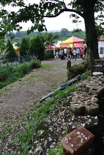【大溪】十一指古道賞油桐花