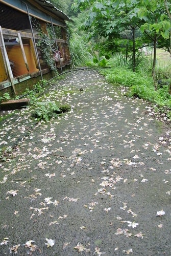 【大溪】十一指古道賞油桐花