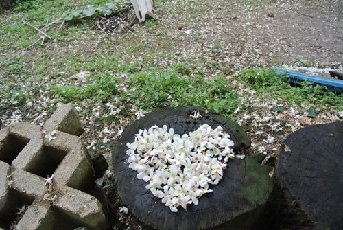 【大溪】十一指古道賞油桐花