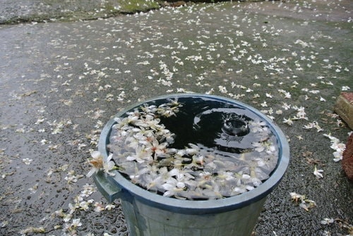 【大溪】十一指古道賞油桐花
