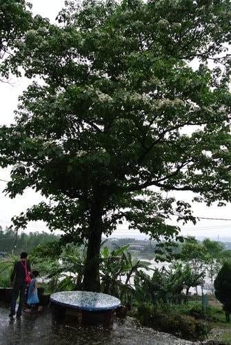 【大溪】十一指古道賞油桐花